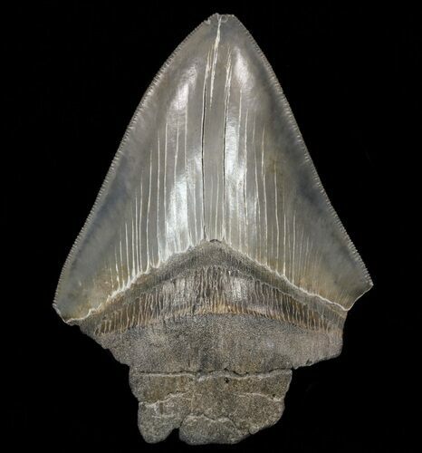 Partial, Megalodon Tooth - Serrated Blade #57895